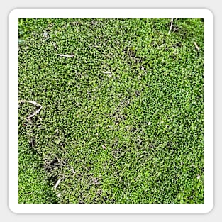 Green Moss Nature Forest Sticker